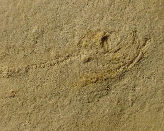 Leptolepides sprattiformis (BLAINVILLE 1818) - Bild © FossNet FossilienStore